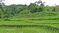 Changmai 07 2013 26